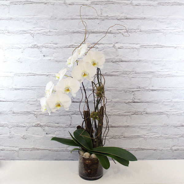 1 STEM ORCHID (MF-0092)