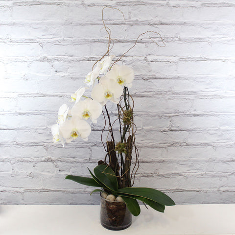 1 STEM ORCHID (MF-0092)
