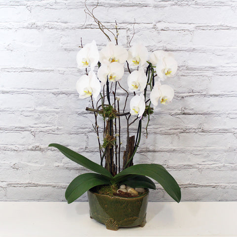 2 STEM ORCHID (MF-0093)