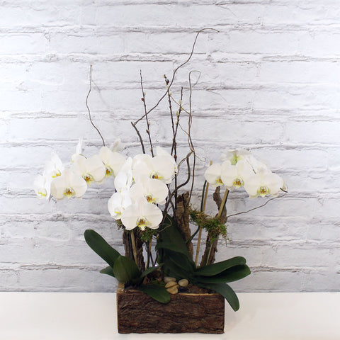 3 STEM ORCHID (MF-0094)